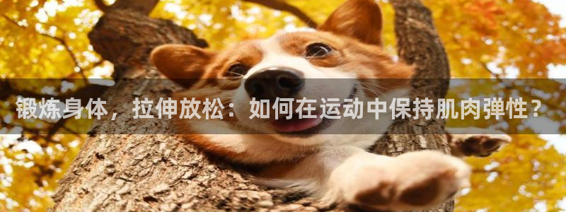 球客岛：锻炼身体，拉伸放松：如何在运动中保持肌肉弹性？
